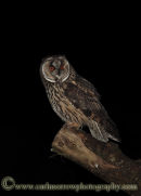 Long Eared Owl.